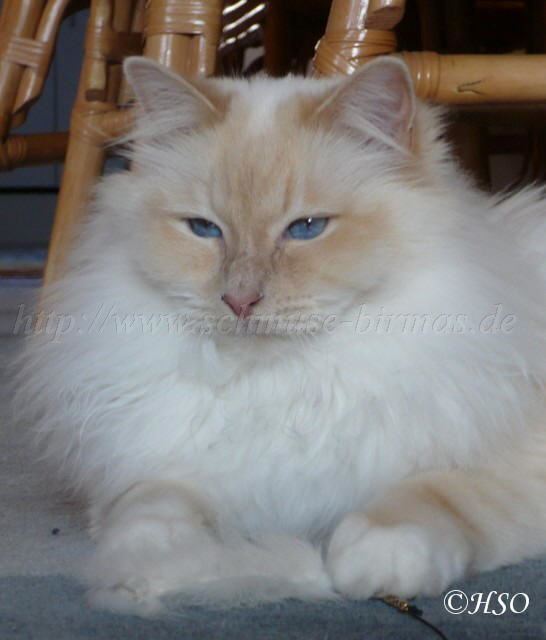 Louie_front_hasenpfote1 Groe Webansicht