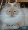 Louie_front_hasenpfote2 Groe Webansicht