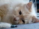 Louie_liegend_seite1 Groe Webansicht