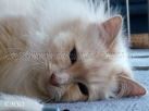 Louie_liegend_seite2 Groe Webansicht