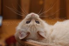 Prinz Charming_05 Groe Webansicht