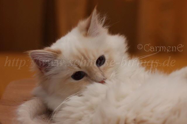 Prinz Charming_08 Groe Webansicht