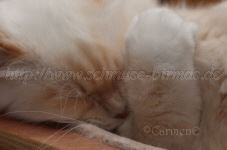 Prinz Charming_09 Groe Webansicht