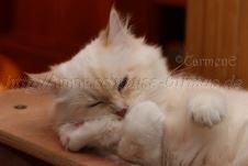 Prinz Charming_13 Groe Webansicht