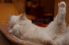 Prinz Charming_14 Groe Webansicht