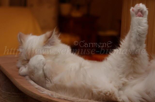 Prinz Charming_14 Groe Webansicht