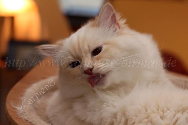 Prinz Charming_19 Gro�e Webansicht