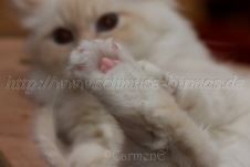 Prinz Charming_20 Groe Webansicht