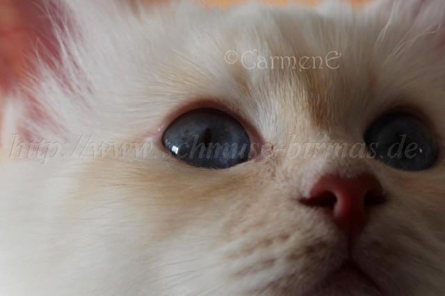 Prinz augen Gro�e Webansicht