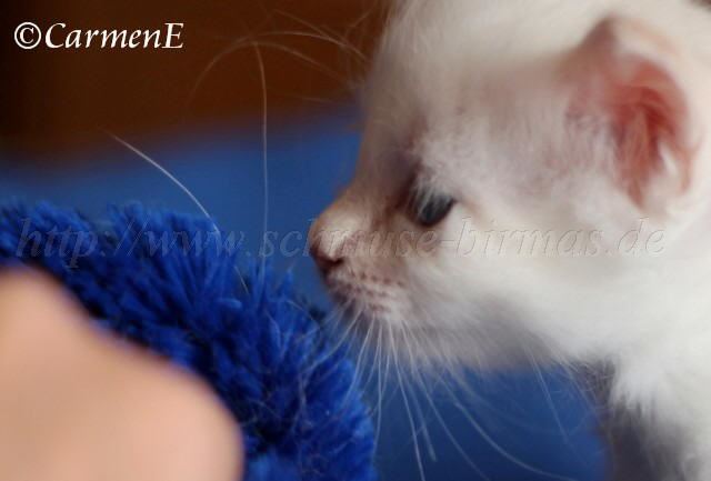 Prinzessin_00 Groe Webansicht