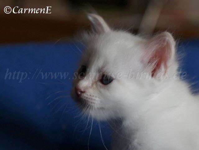 Prinzessin_03 Gro�e Webansicht