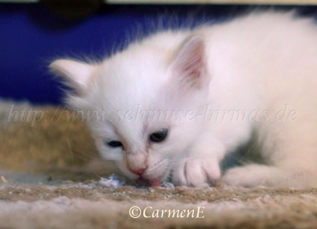 Prinzessin_04 Groe Webansicht