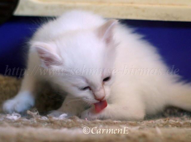 Prinzessin_05 Groe Webansicht