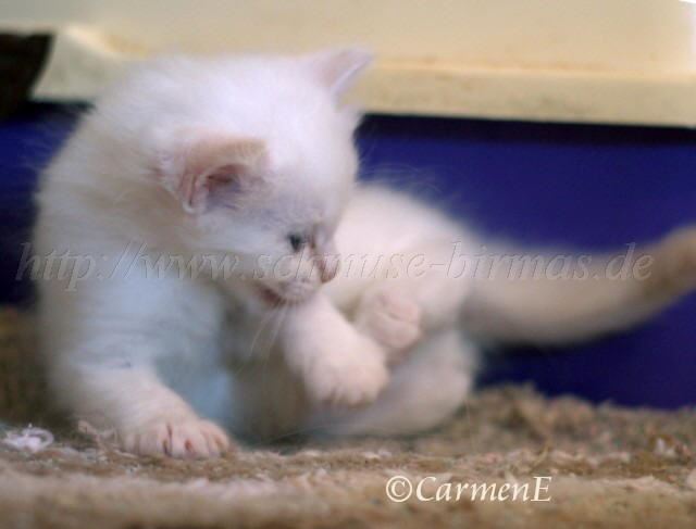 Prinzessin_06 Gro�e Webansicht