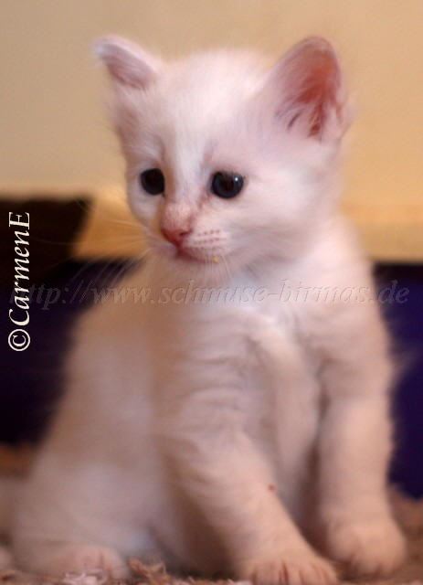 Prinzessin_07 Groe Webansicht