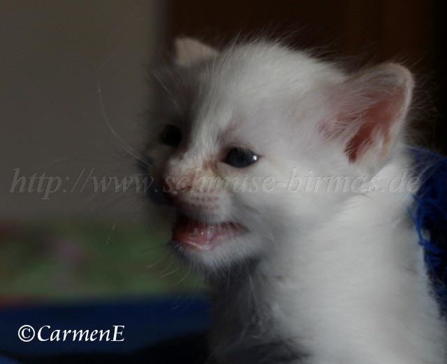 Prinzessin_10 Groe Webansicht