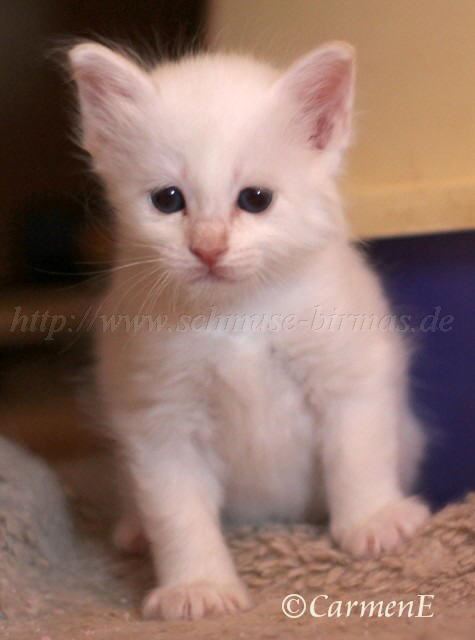 Prinzessin_16 Gro�e Webansicht