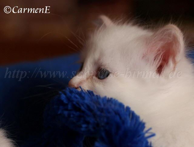 Prinzessin_18 Groe Webansicht