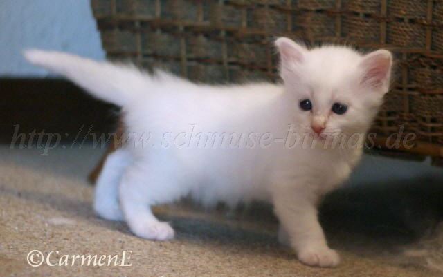 Prinzessin_1 Gro�e Webansicht