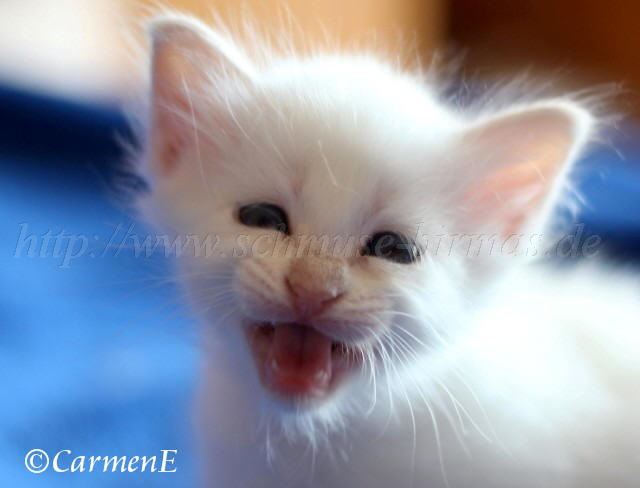 Prinzessin_26 Groe Webansicht