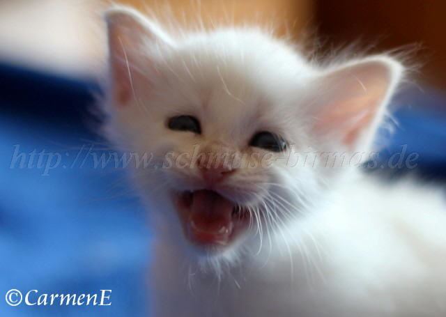 Prinzessin_27 Groe Webansicht