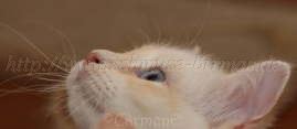 Prinzessin 2 Groe Webansicht