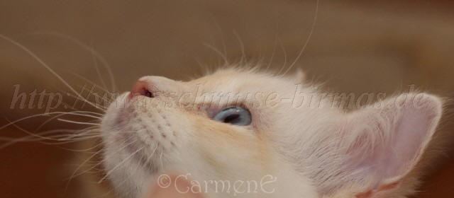 Prinzessin 2 Groe Webansicht