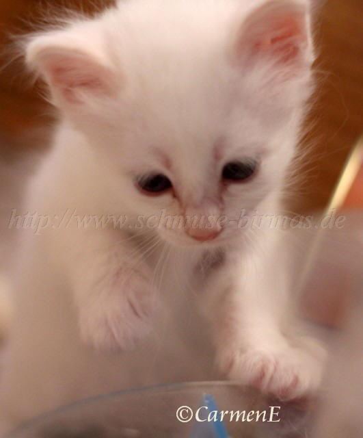 Prinzessin_3 Groe Webansicht