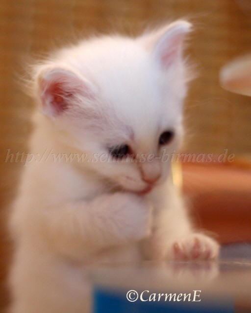 Prinzessin_5 Groe Webansicht