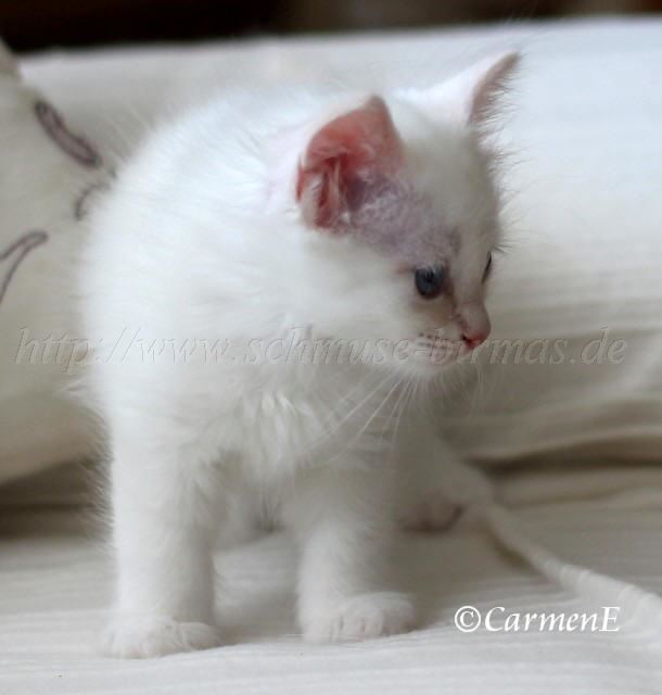 Prinzessin 6,5 Wochen_50 Groe Webansicht