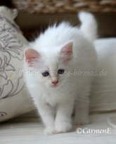 Prinzessin 6,5 Wochen_52 Groe Webansicht