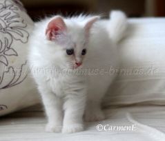 Prinzessin 6,5 Wochen_60 Groe Webansicht