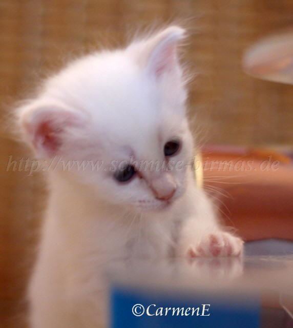 Prinzessin_6 Groe Webansicht