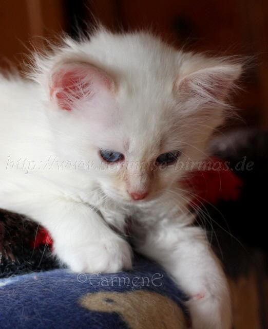 R-chen_0 Groe Webansicht