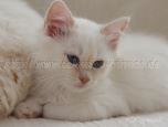 Raica_00-20131109