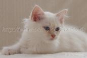Raica_02-20131109
