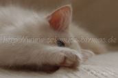 Raica_06-20131109