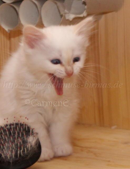 Raina 17