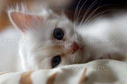 Raina 26