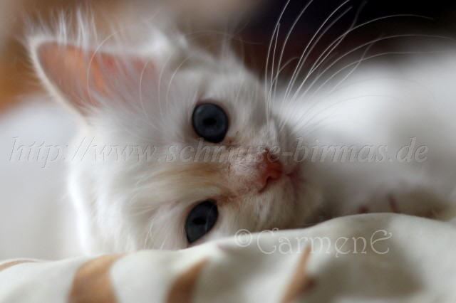 Raina 26