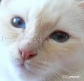 diese Augen