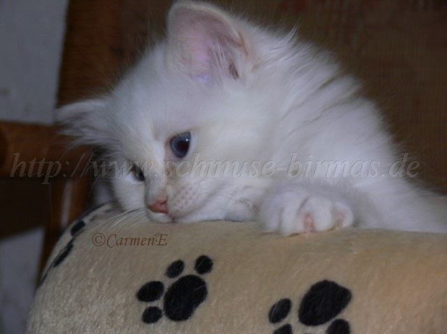 eleonora-26