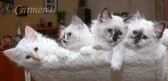 mit 11 Wochen_6