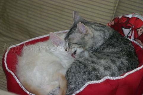 kuschelnbaby kuschelnbaby