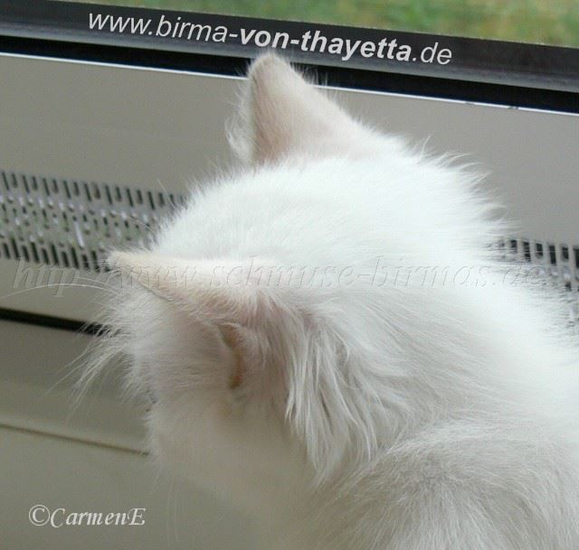 lilacpoint_1 Gro�e Webansicht