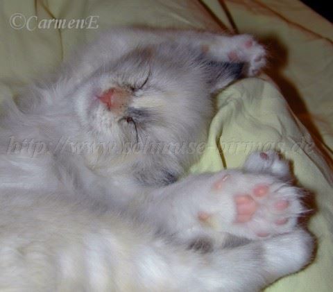 nanouche-kuschelmaus Mittlere Webansicht02