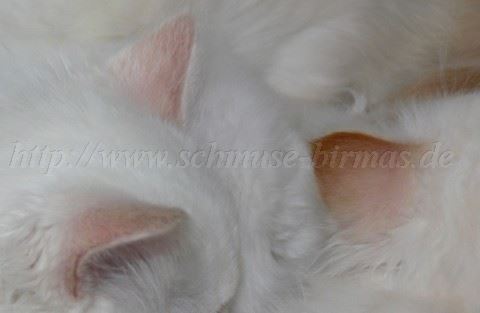 red-creamOhren-10.06.2006_5 Mittlere Webansicht