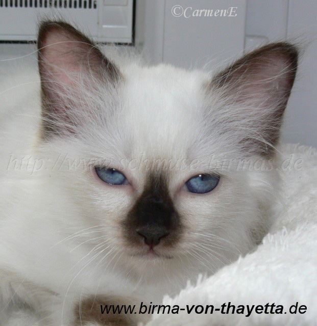 sealpoint_7 Gro�e Webansicht03