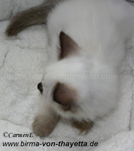 sealpoint_8 Gro�e Webansicht